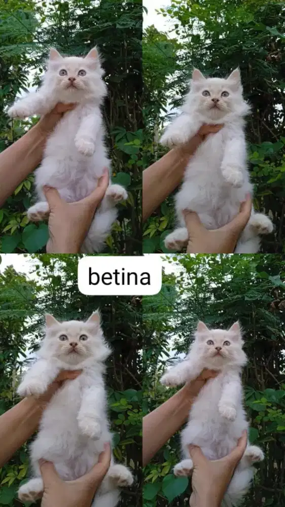 Kitten Persia/Persia/Kitten/Flatnose/Peaknose