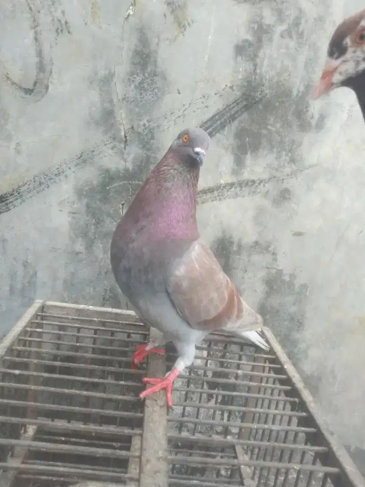 Burung dara lakian