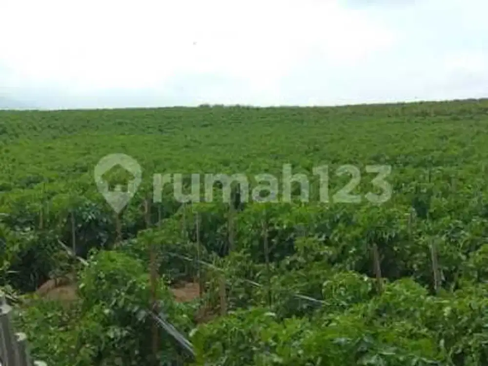 Cocok Untuk Investasi : Kebun Kentang Masih Produktif Di Kota Batu Malang