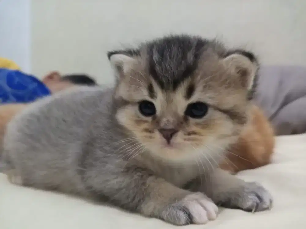 Open adopt kitten BSH 2 bulan