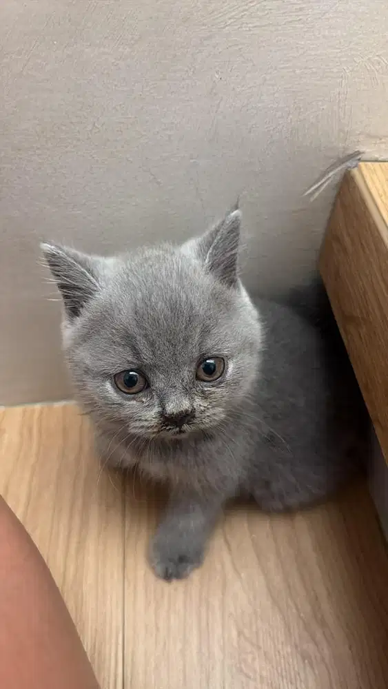 British shorthair