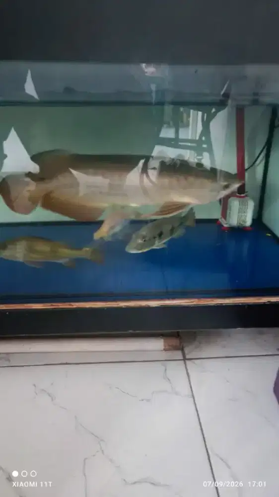 Fullset Ikan Arwana Golden Red Plus
