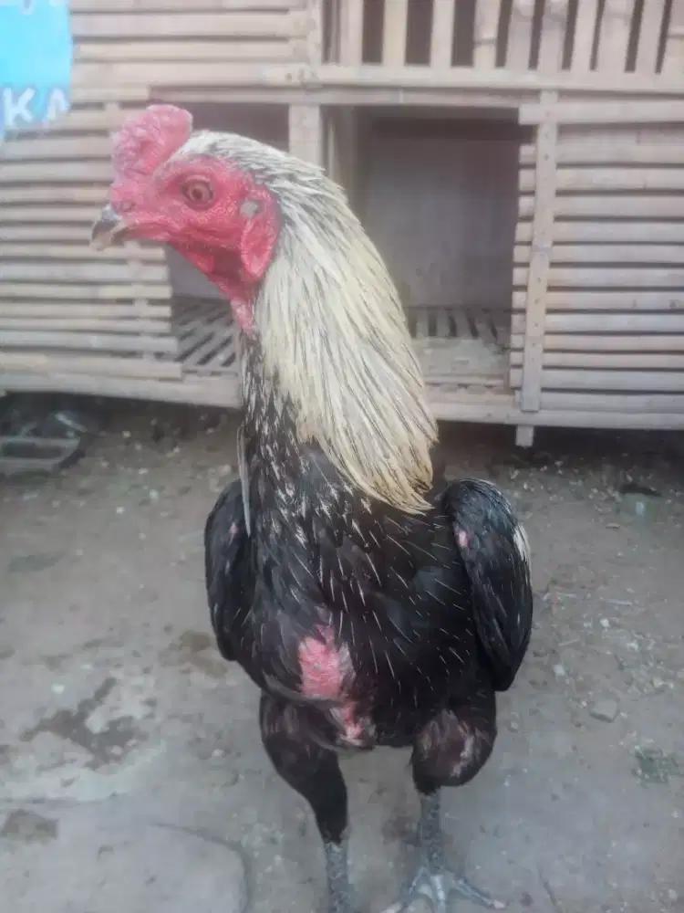 Ayam Bangkok siapan