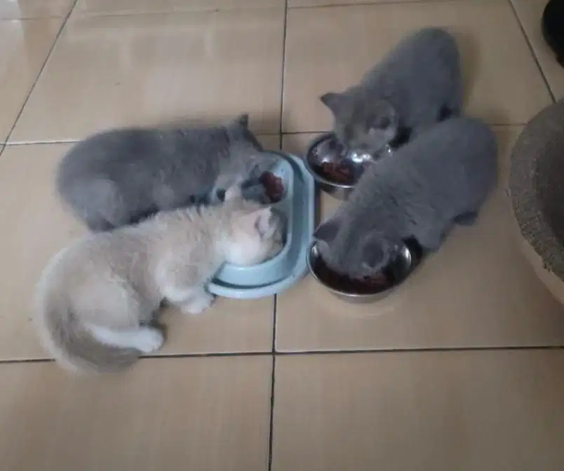 Kitten British Shorthair BSH Jantan Blue Solid Bicolor – 2-5 Bulan