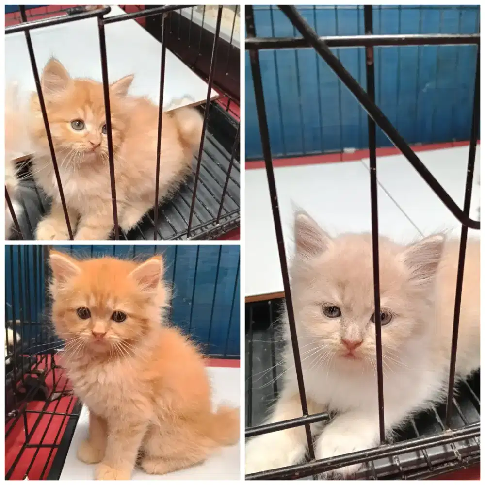 Kucing kitten Persia