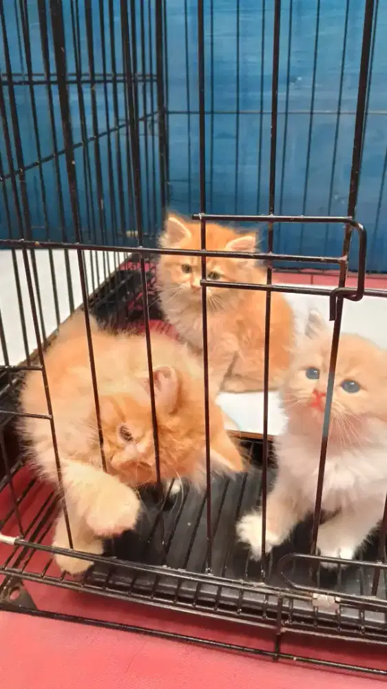 Kucing kitten Persia