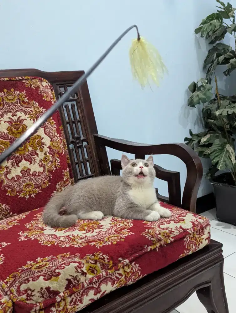 BSH Jantan Bico Lilac