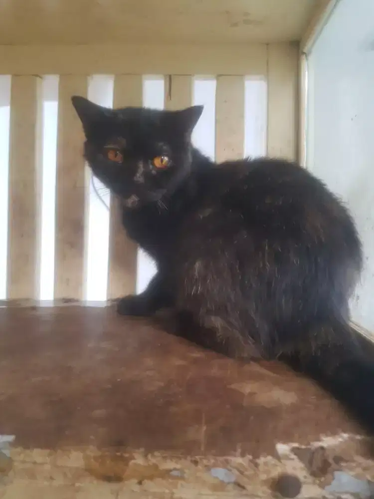 Kucing bsh pure warna tortie hamil