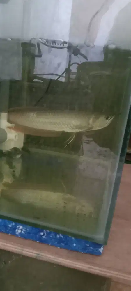 Ikan Arwana ukuran 50 cm