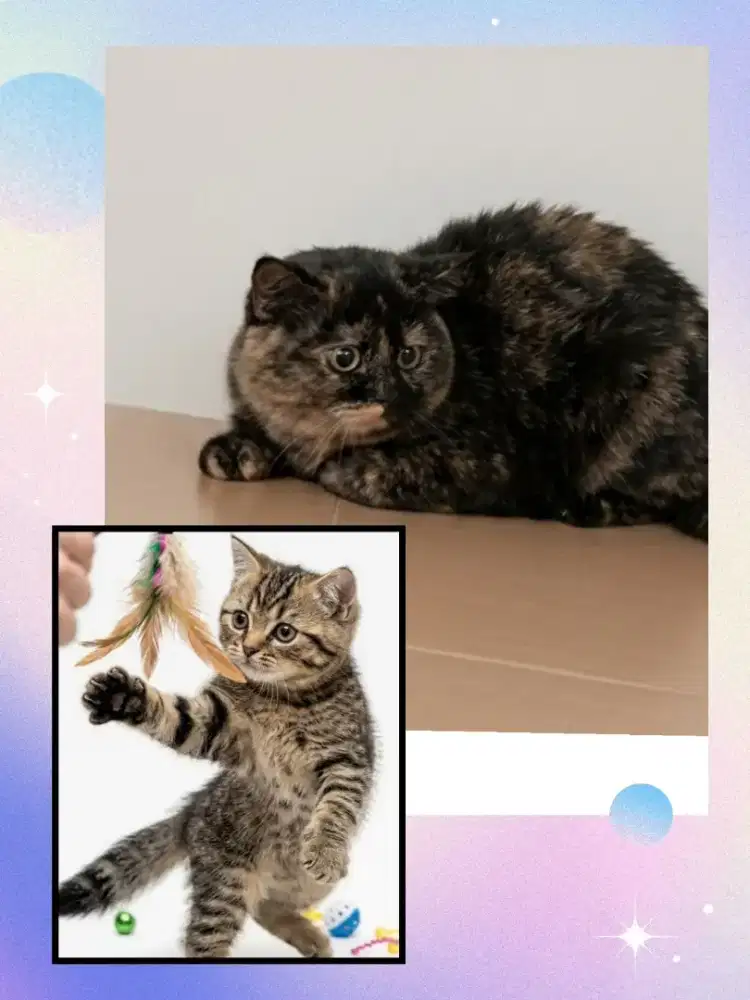 Sepasang BSH Mujaer dan BSH Tortie Carier Cinnamon