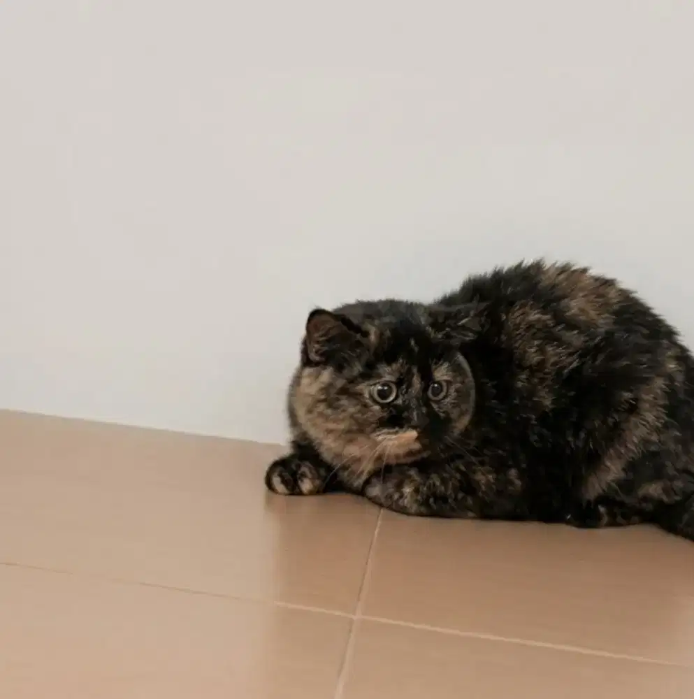 Sepasang BSH Line Import Carier Cinnamon