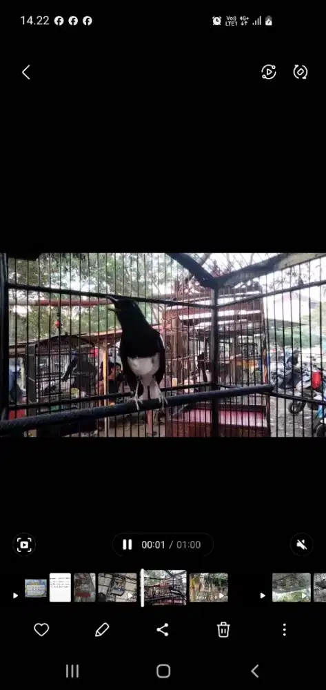 Burung kacer prestasi