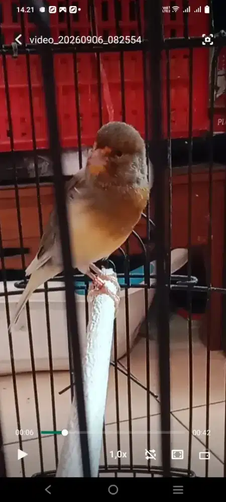Jual borongan 3 burung