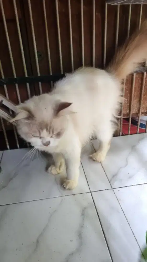 Kucing Persia Jantan Dewasa
