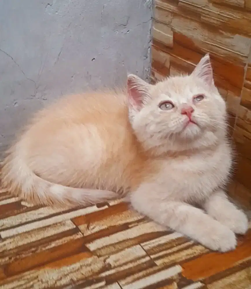 Kitten British shorthair