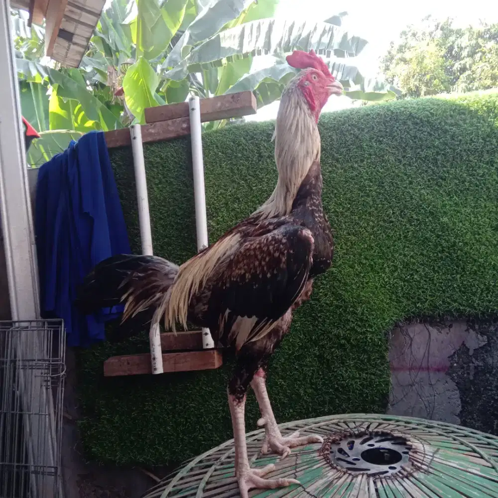 Ayam PAMA IQ LONG RUN