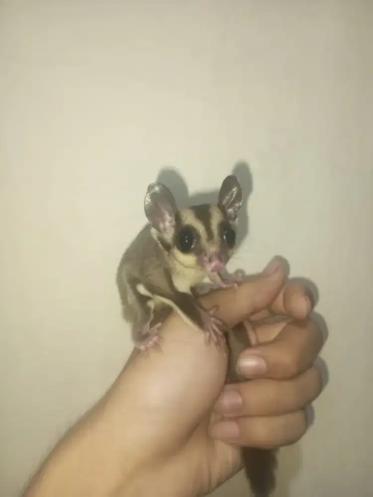 sugar glider classic grey
