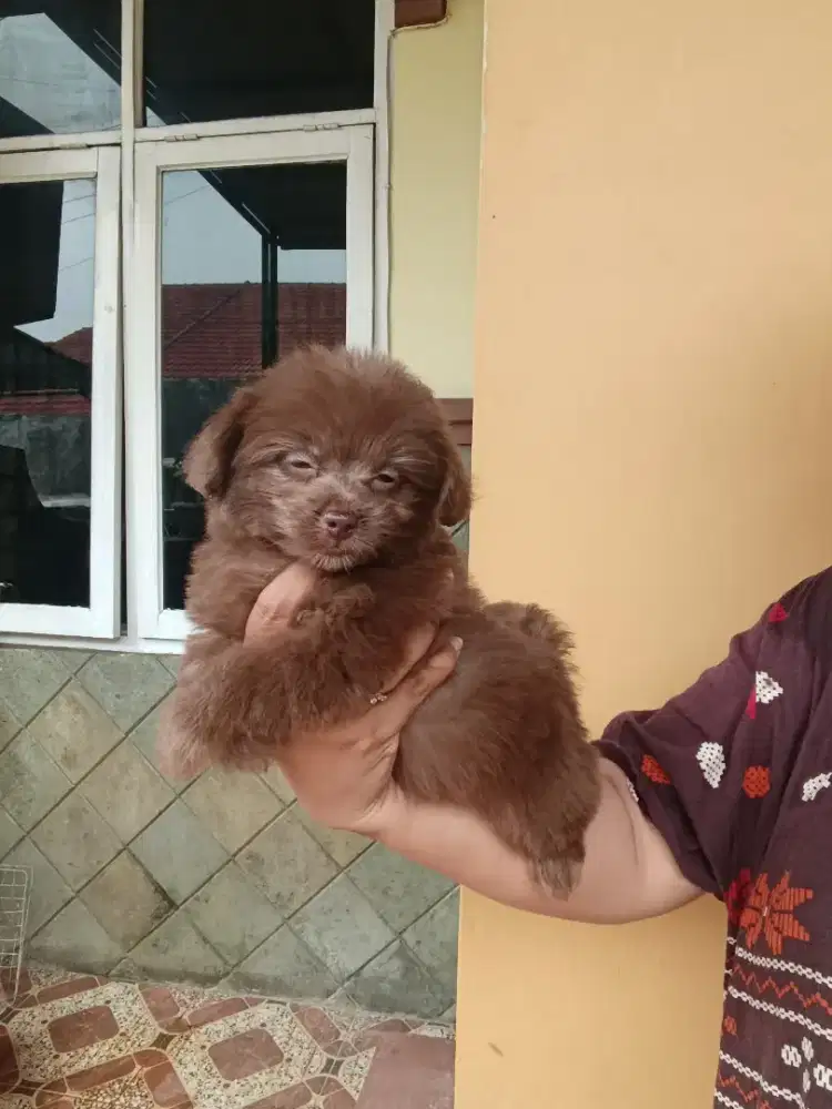 Shipoo usia 3,5 bln