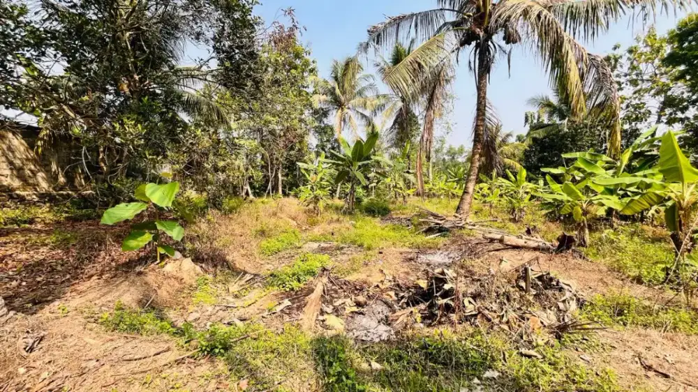 JUAL CEPAT Tanah SHM 1.500m² Cemplang Jawilan Serang Banten - NEGO