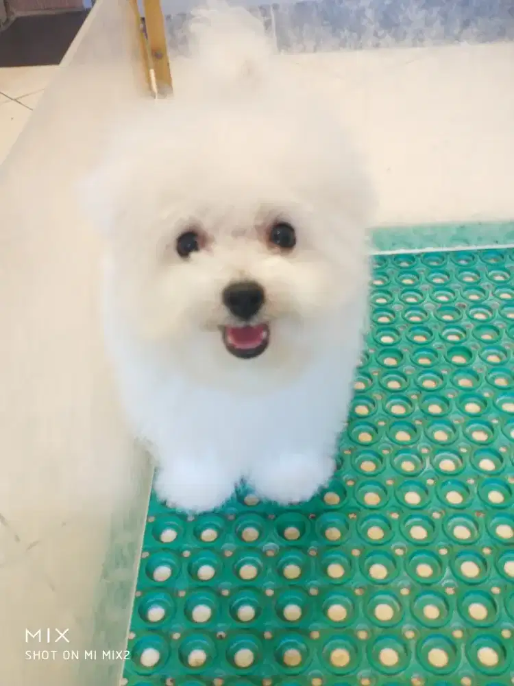 Jual anakan Bichon frise