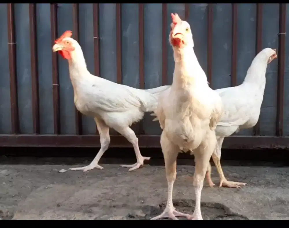 Anak ayam pelung putih