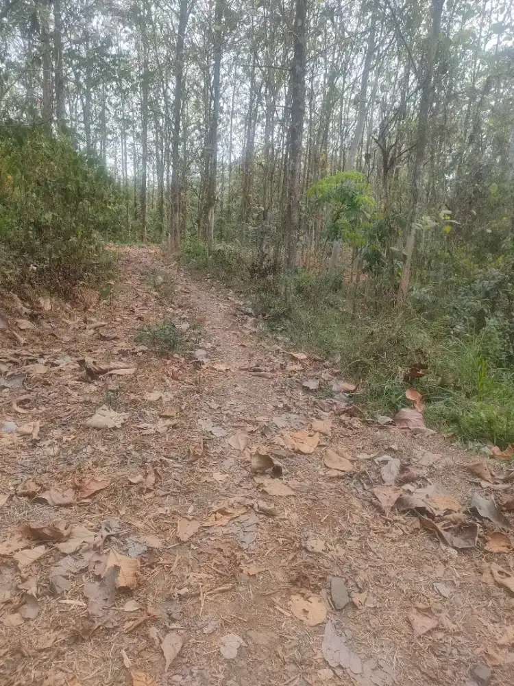 Di jual tanah untuk perkebunan dll