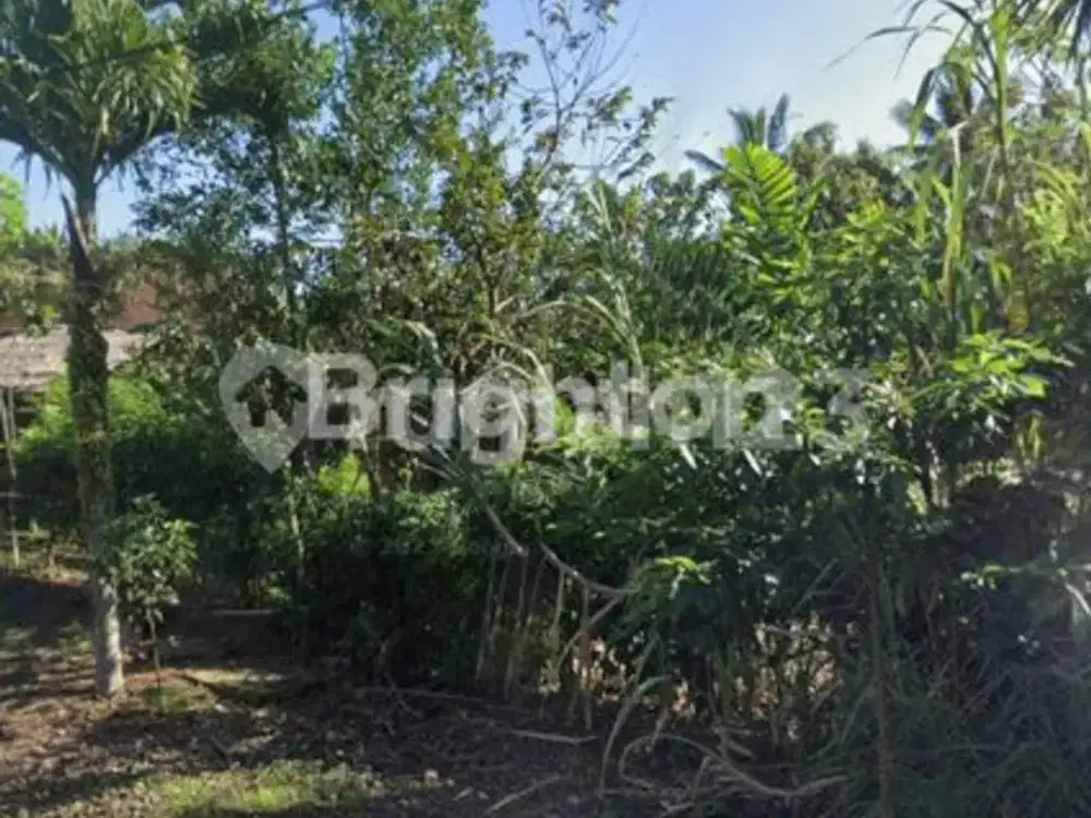 DIJUAL TANAH DI BALUK 2 KM DARI JALAN BYPASS GILIMANUK