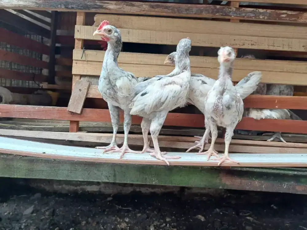 Ayam pelung sepasang