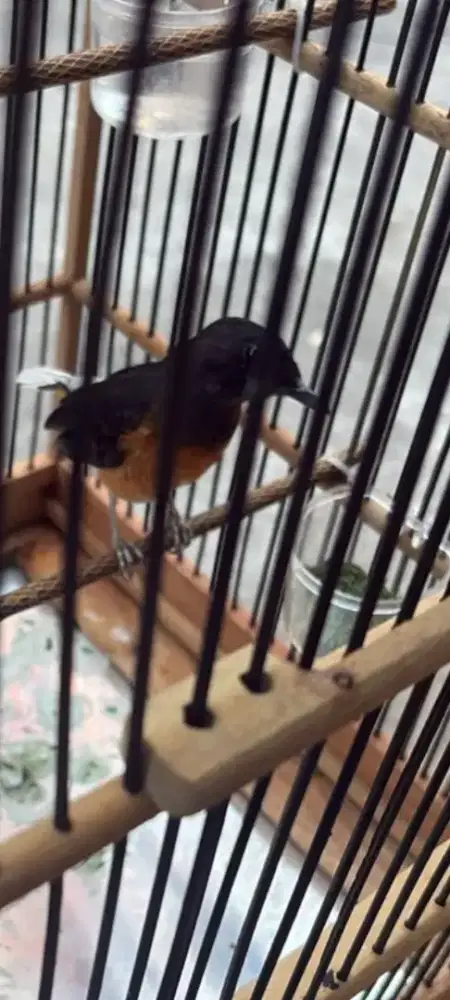 Burung trotolan muray Medan