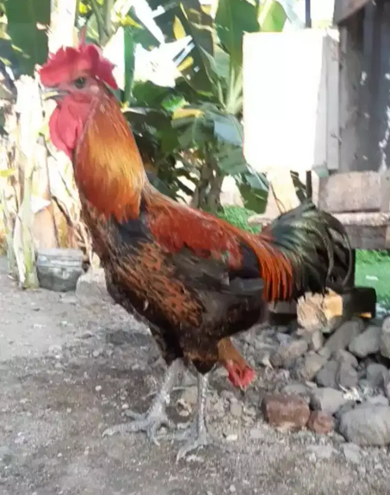 Ayam pelung sepasang jumbo