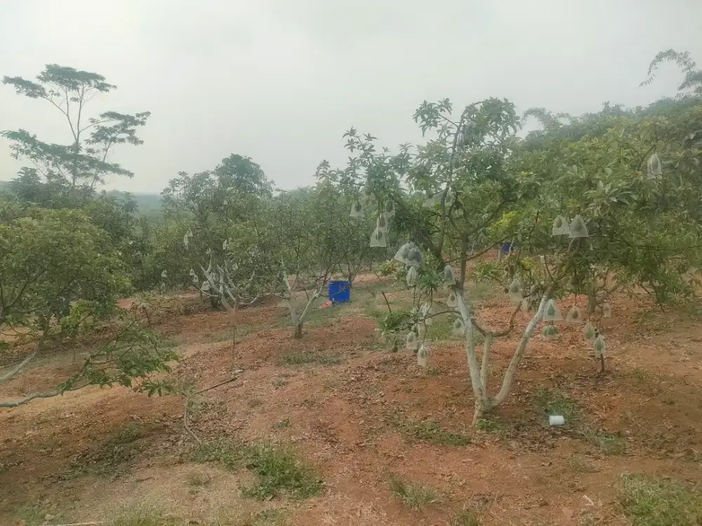 Di jual tanah kebun alpukat siap panen raya
