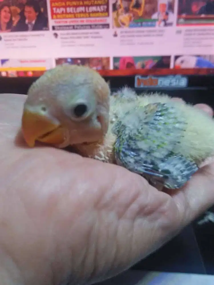 burung lovebird lolohan