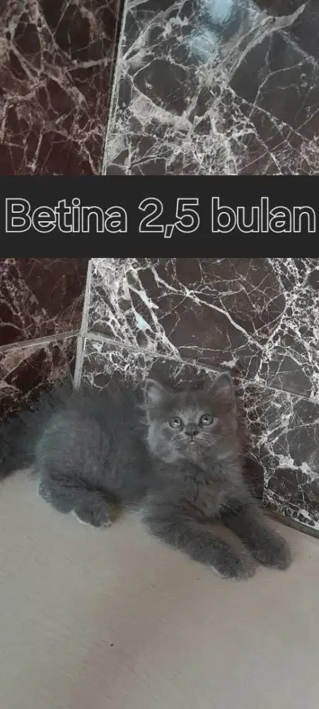 Kitten lucu gembul imut