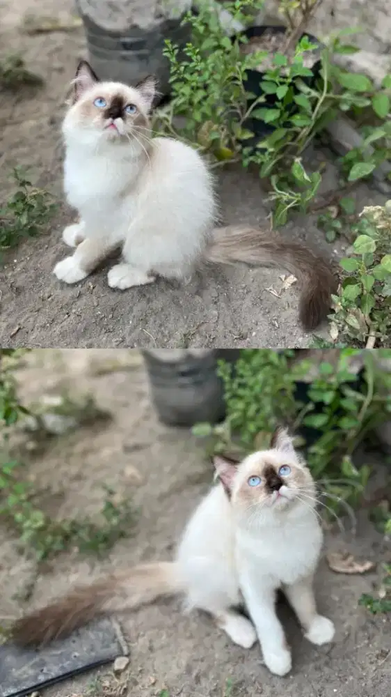 kucing kitten anakan himalaya mix ragdoll