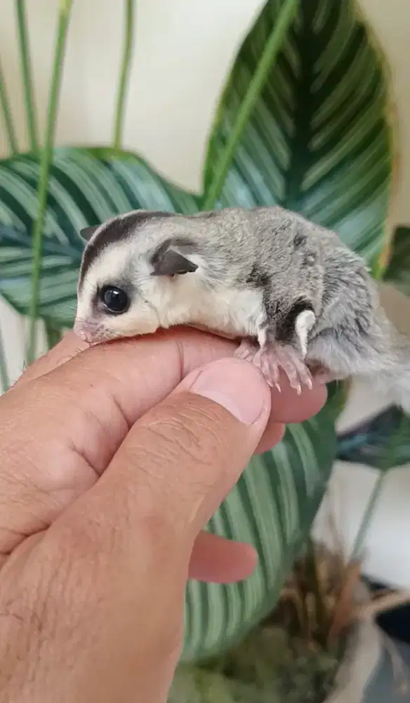 Sugar glider WF jantan joey