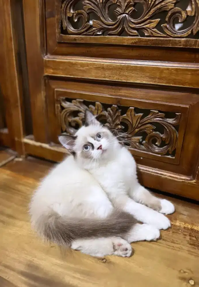kucing kitten anakan ragdoll