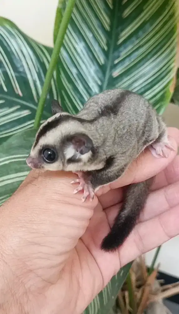 Sugar glider clasic grey joey jantan