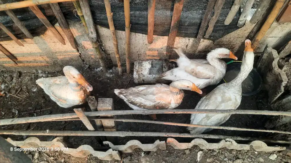 Soang 4 ekor siap produksi sehat