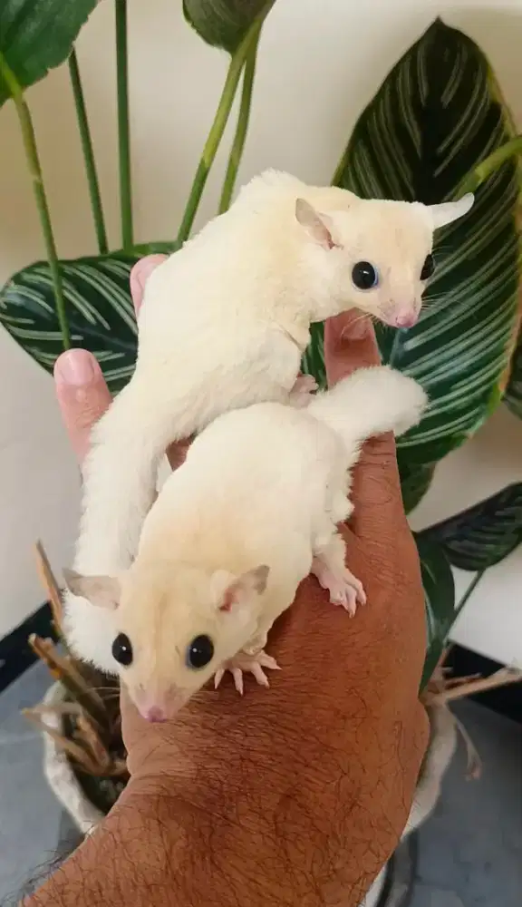 Sugar glider leu het crem betina 2 bulan