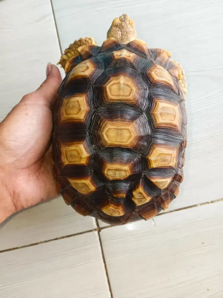 Kura darat sulcata 17cm