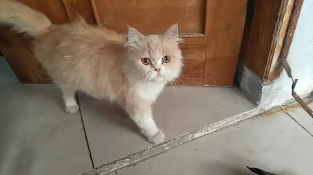 Ganti pakan Amanah