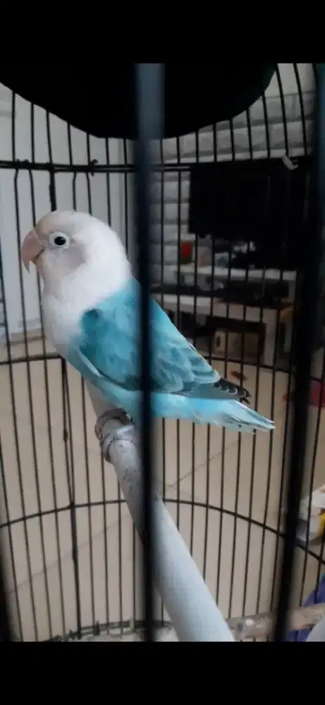 Lovebird Biola Blue Dewasa