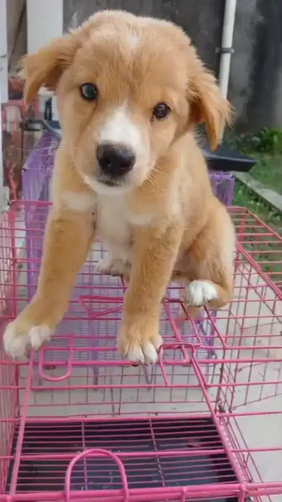 Anak Anjing Lucu