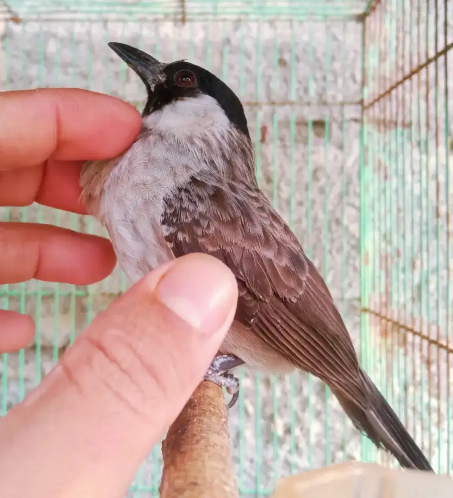 BURUNG KUTILANG JINAK