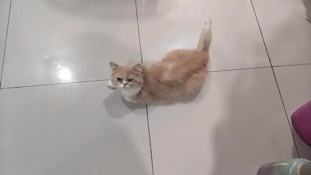 Jantan bajak laut hehe