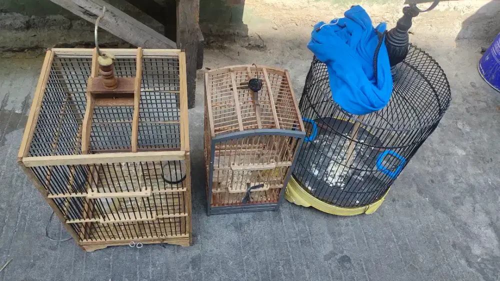 Burung PJ bawah sama 3 kandang