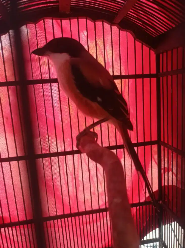 Burung cendet sembur tebal