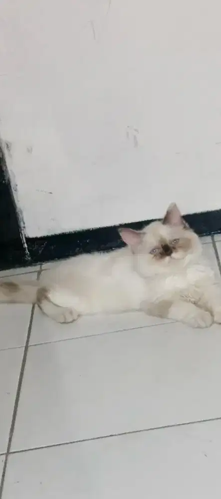 Kucing Persia Himalaya Peaknose Flatnose Kitten Premium Bigbone betina