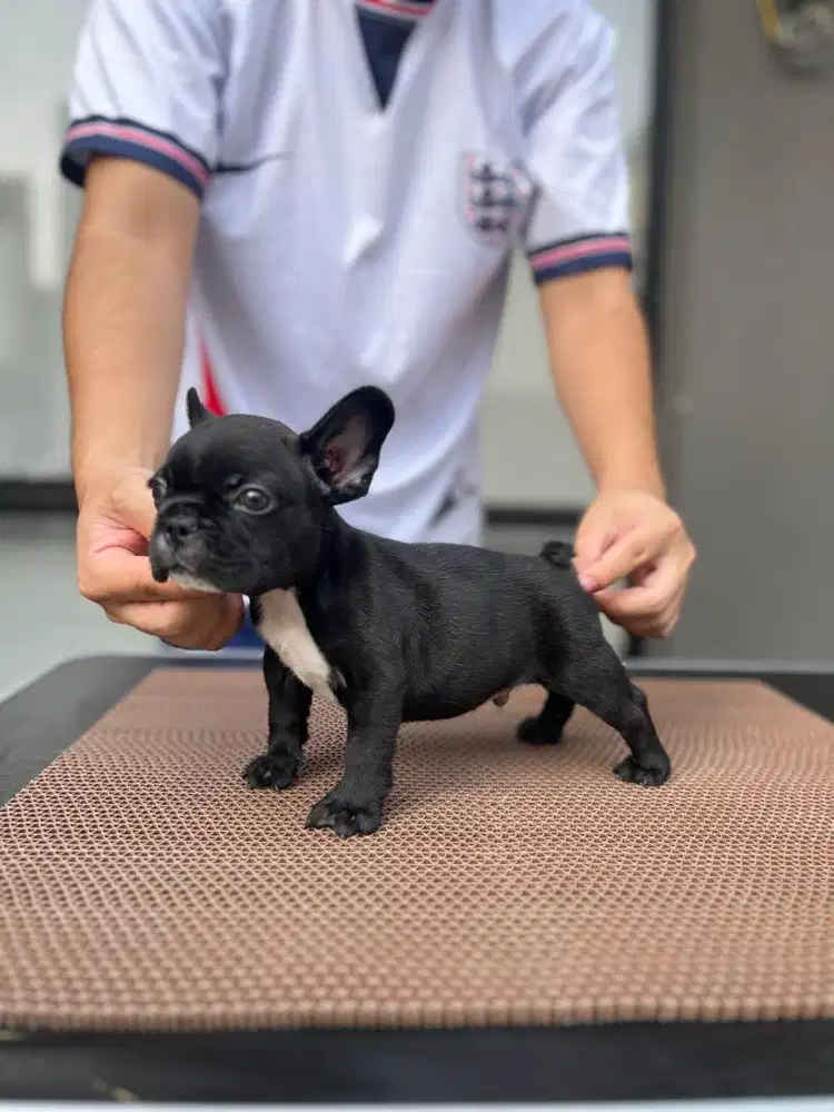 French bulldog jantan cucu import champion