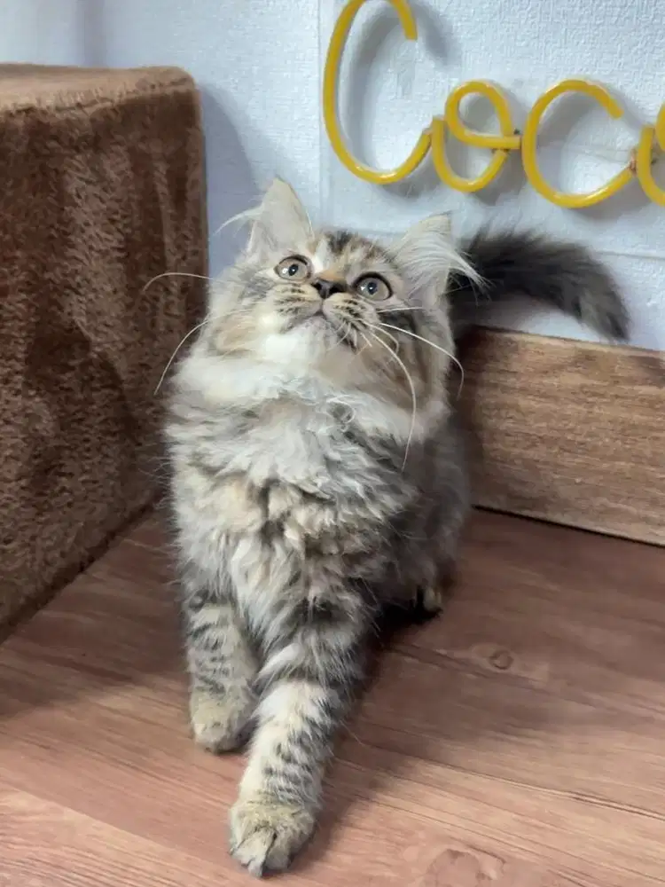 Kitten Kucing Persia